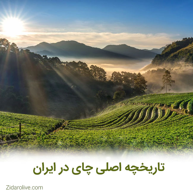 تاریخچه اصلی چای در ایران