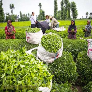 چای سبز لاهیجان‌ چگونه تولید می‌شود